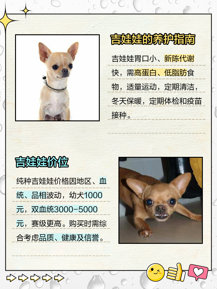 吉娃娃大概多少钱一只？吉娃娃的价格？