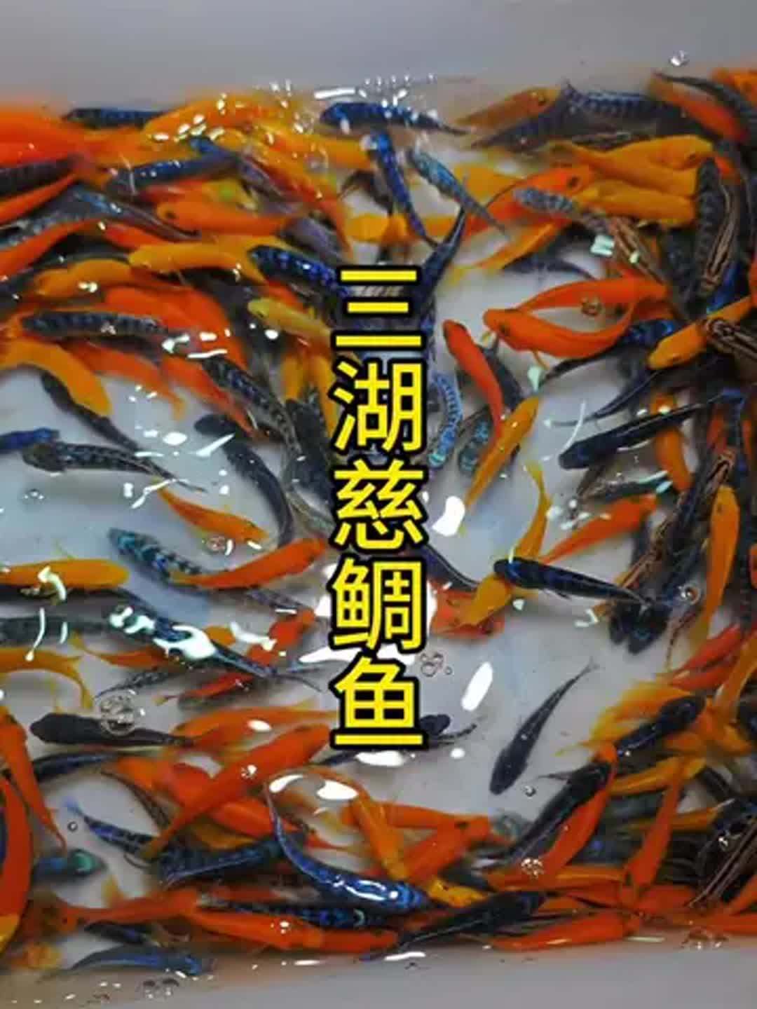 三湖慈鲷怎么养