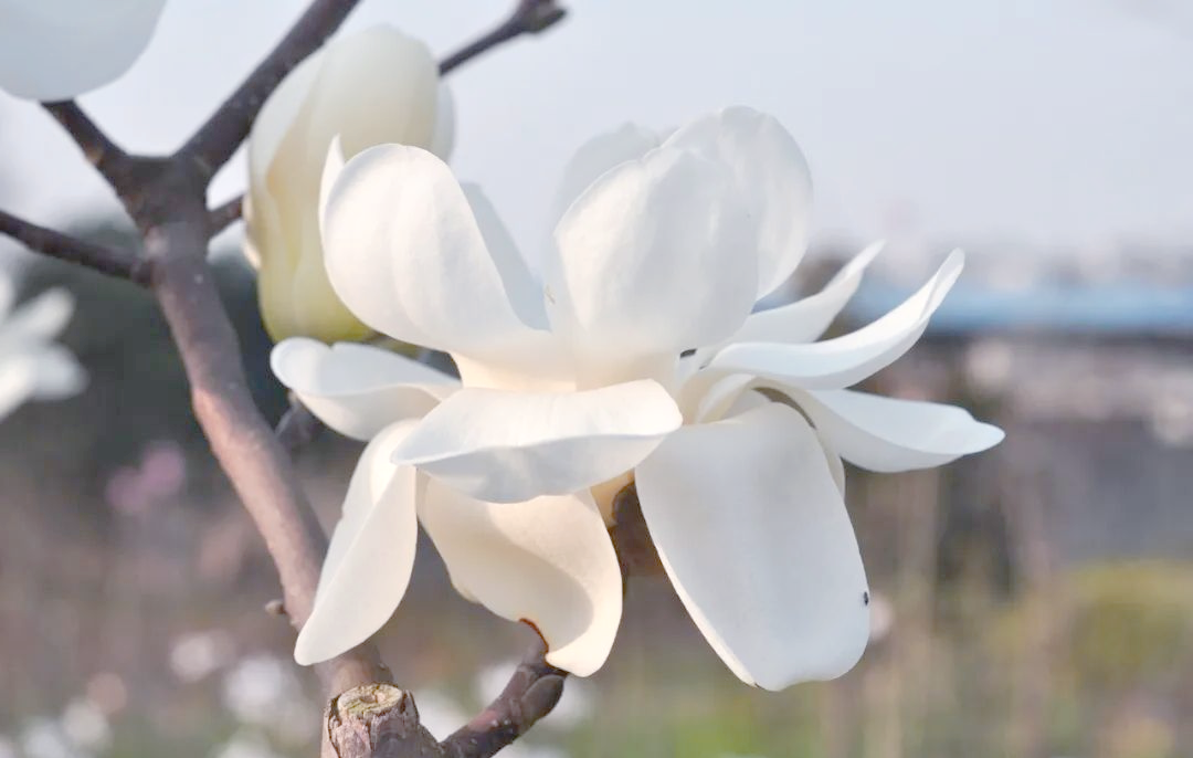 上海市的市花是什么花